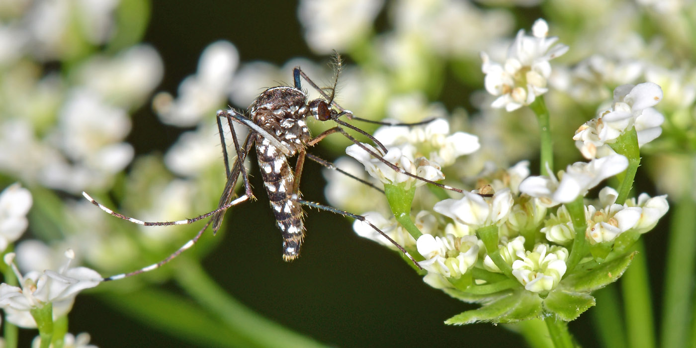 Culicidae:  Aedes albopictus vegana?